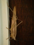 this bug lived on my door. i called him grandfather. i dunno.